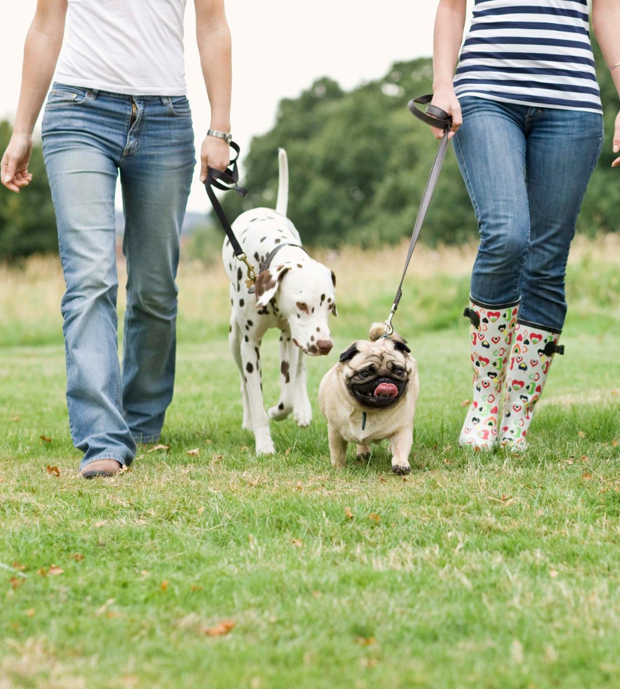 Two neighbors meeting with their dogs for a PetSwap hand-off